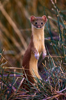 Weasels