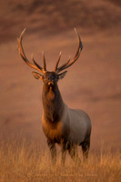 Morning Bull Elk
