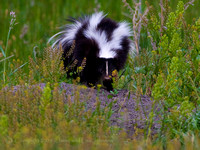 Skunks