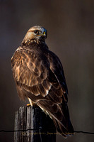 Hawks & Falcons
