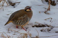 Chukar Partridges