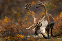 Caribou