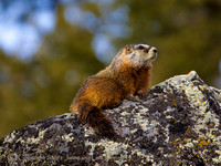 Marmots