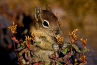 Chipmunks