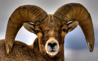 Bighorn Sheep