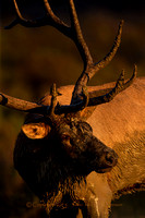 Elk