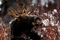 Moose