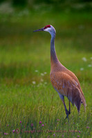 SandHill Cranes