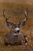 Mule Deer