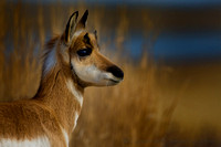 Antelope