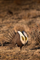 Sage Grouse