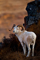 Dall Sheep