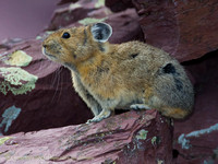 Pikas