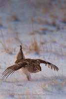 Sharp Tail Grouse