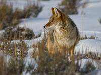 Coyotes