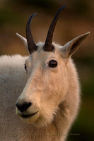 Mountain Goats