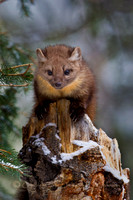 Pine Martens