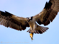 Ospreys