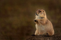 Black Tailed Prairie Dog