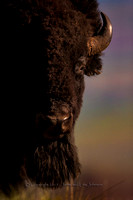 Bison