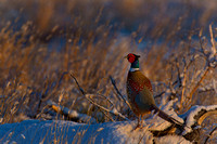 Winter Pheasant