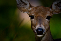 Whitetail Deer