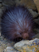 Porcupines